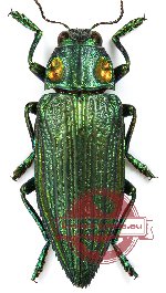 Chrysodema jansoni (10 pcs A-/A2)