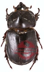 Papuana inermis (A2)