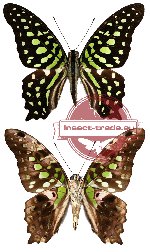 Graphium agamemnon ssp. agamemnon