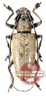 Pelargoderus bipunctatus (5 pairs)