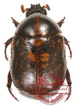 Parastazia nigriceps (black / orange form) (5 pcs)