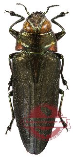 Belionota sp. 2