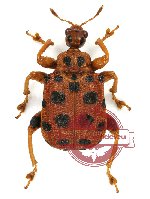 Attelabidae sp. 3 (10 pcs)
