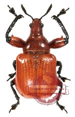 Attelabidae sp. 2 (5 pcs A2)