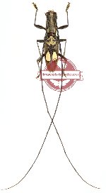 Olenecamptus sp. 1 (A2)