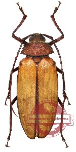 Agrianome spinicollis