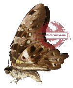 Graphium agamemnon ssp. comodus (A-)