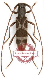 Rondibilis jeanvoinei (A-)