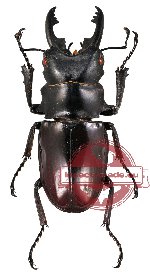 Odontolabis dalmanni ssp. subita (mesodonte) (A-)