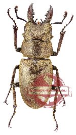 Prosopocoilus sericeus sericeus (A-)