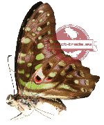 Graphium agamemnon ssp. ligatus