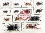 Scientific lot no. 69 Lucanidae (13 pcs)