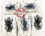 Scientific lot no. 77 Lucanidae (5 pcs)