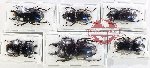 Scientific lot no. 73 Lucanidae (6 pcs)