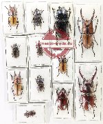 Scientific lot no. 71 Lucanidae (12 pcs)