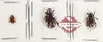 Scientific lot no. 329 Melolonthinae (3 pcs - 1 pc A2)