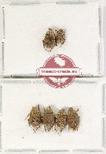 Scientific lot no. 111 Hopliinae (6 pcs)