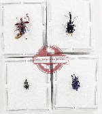 Scientific lot no. 137 Attelabidae (4 pcs - 1 pc A2)