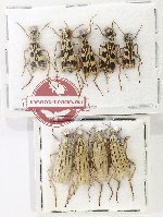 Scientific lot no. 103 Meloidae (9 pcs)