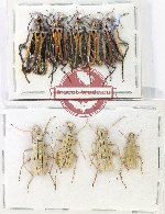 Scientific lot no. 102 Meloidae (9 pcs)