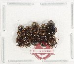 Scientific lot no. 1222 Coprophaga (Onthophagus spp.) (10 pcs)