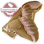 Samia insularis