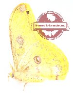 Loepa minahassae (A-)
