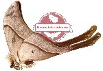 Coscinocera aruensis Naumann & Loffler, 2010 (4 pcs good A2)