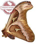 Attacus inopinatus (A2)