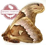 Attacus suparmani (A2B)