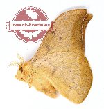 Cricula baliensis Naumann et Loffler, 2010 (10 pcs A-/A2)