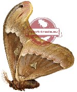 Attacus soembanus (A-)