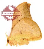 Cricula trifenestrata javana (A2)