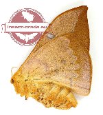 Cricula trifenestrata javana (A-)