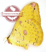Loepa cynopis (A2)