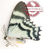 Alcides orontes (7 pcs A-)