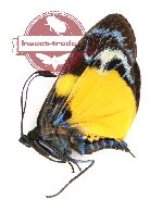 Eterusia angustipennis gaedei (4 pcs)