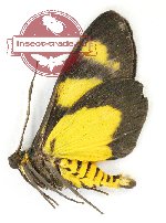 Pseudeusemia flavoplagiata