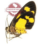 Pseudeusemia flavoplagiata (5 pcs)