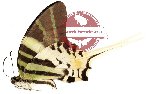 Graphium androcles ssp. (gA2)