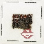 Scientific lot no. 1246 Aphodiinae (26 pcs)