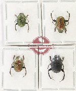 Scientific lot no. 1225 Coprophaga (Gymnopleurus spp.) (4 pcs)