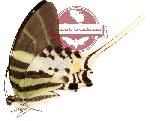Graphium androcles ssp. (A2)