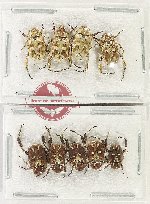 Scientific lot no. 109 Hopliinae (9 pcs)