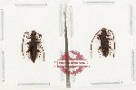 Scientific lot no. 8 Cucujidae (2 pcs)