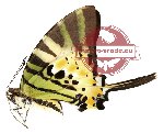 Graphium antiphates ssp. balius (AA-)