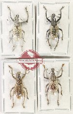 Scientific lot no. 1154 Curculionidae (4 pcs - 2 pcs A2)