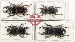 Scientific lot no. 78 Lucanidae (4 pcs)