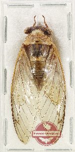 Scientific lot no. 46 Cicadidae (1 pc)