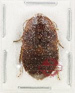 Blattodea sp. 61 (5 pcs)